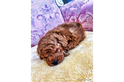成約済の愛知県のティーカッププードル-143413の16枚目